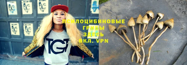 стаф Богданович